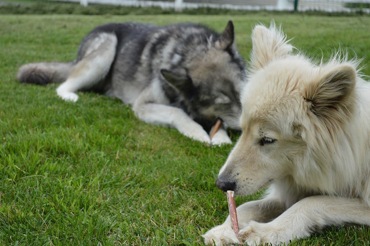 Bully Sticks