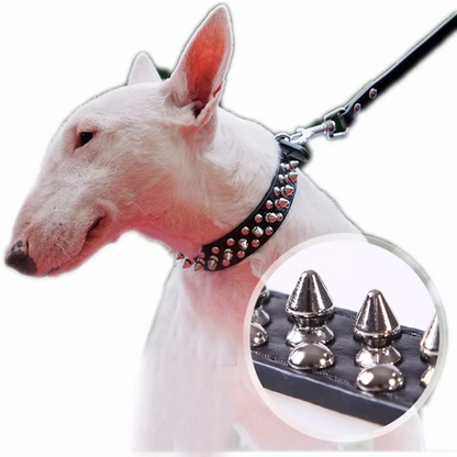Dog Collar