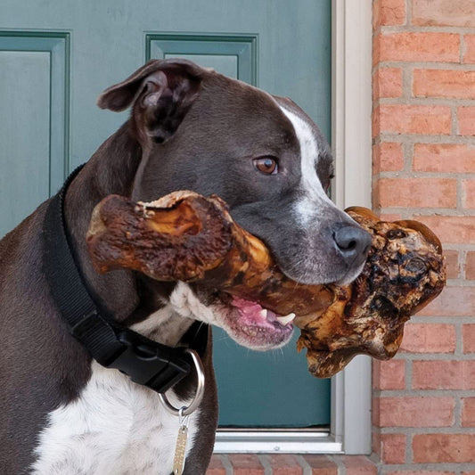 Giant Dog Bone